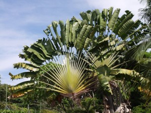 le palme del benvenuto