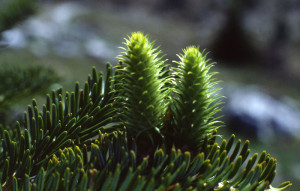 Abies_alba_38862_180734