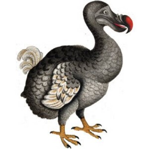 dodo_400x400